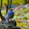 見返り美鳥
