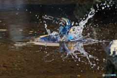 翡翠の飛翔と水鏡Ⅳ