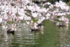 気持ちよさそうに・・・