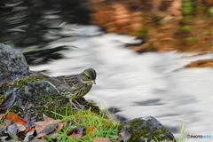 今日の野鳥Ⅱ（水辺のアオジ）