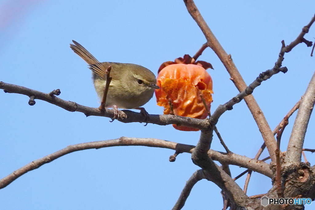 柿と野鳥Ⅲ（鶯）