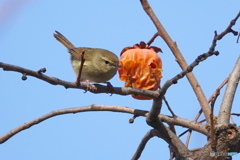 柿と野鳥Ⅲ（鶯）