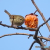 柿と野鳥Ⅲ（鶯）