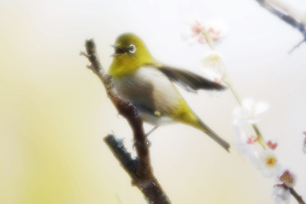 梅に唄えば