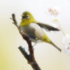 梅に唄えば