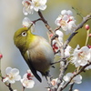 今朝のウメジロ