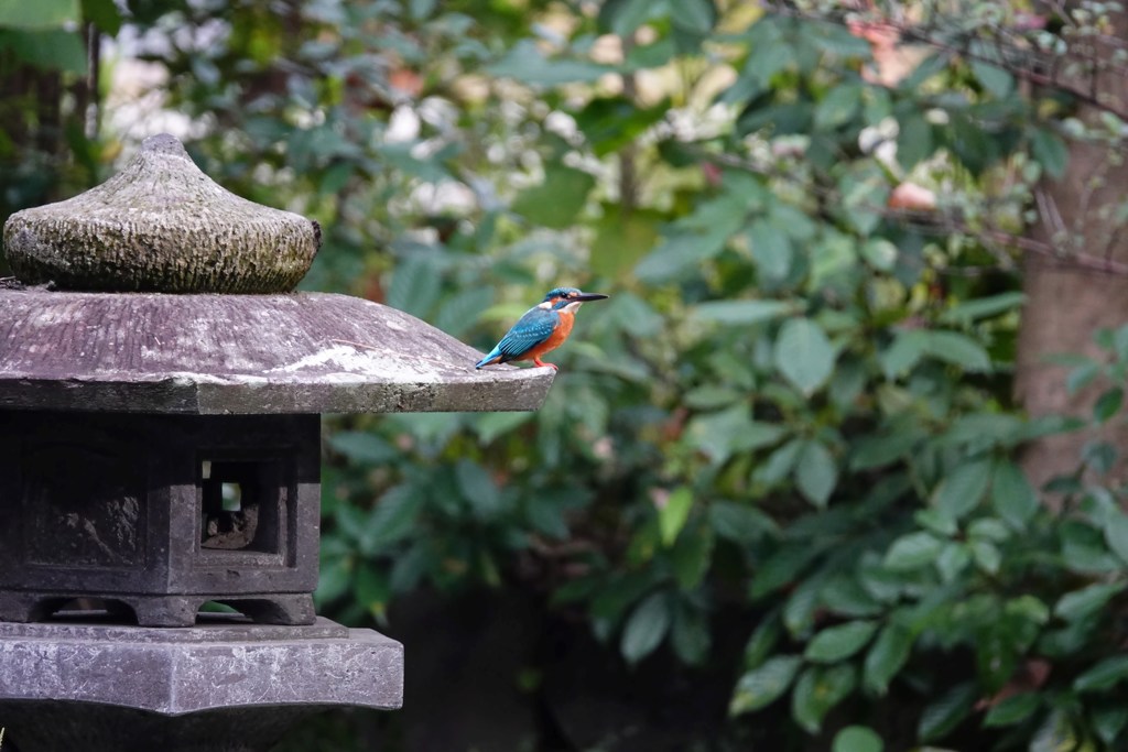 灯篭の上に・・・神社のカワセミ