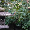 灯篭の上に・・・神社のカワセミ