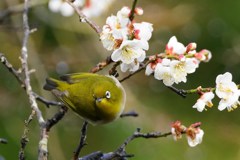 次はどの花にしようかな？