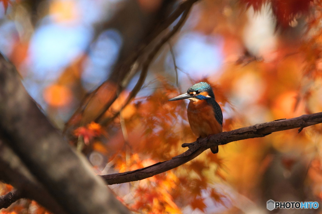 紅葉と翡翠