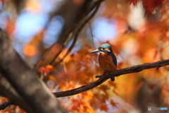 紅葉と翡翠