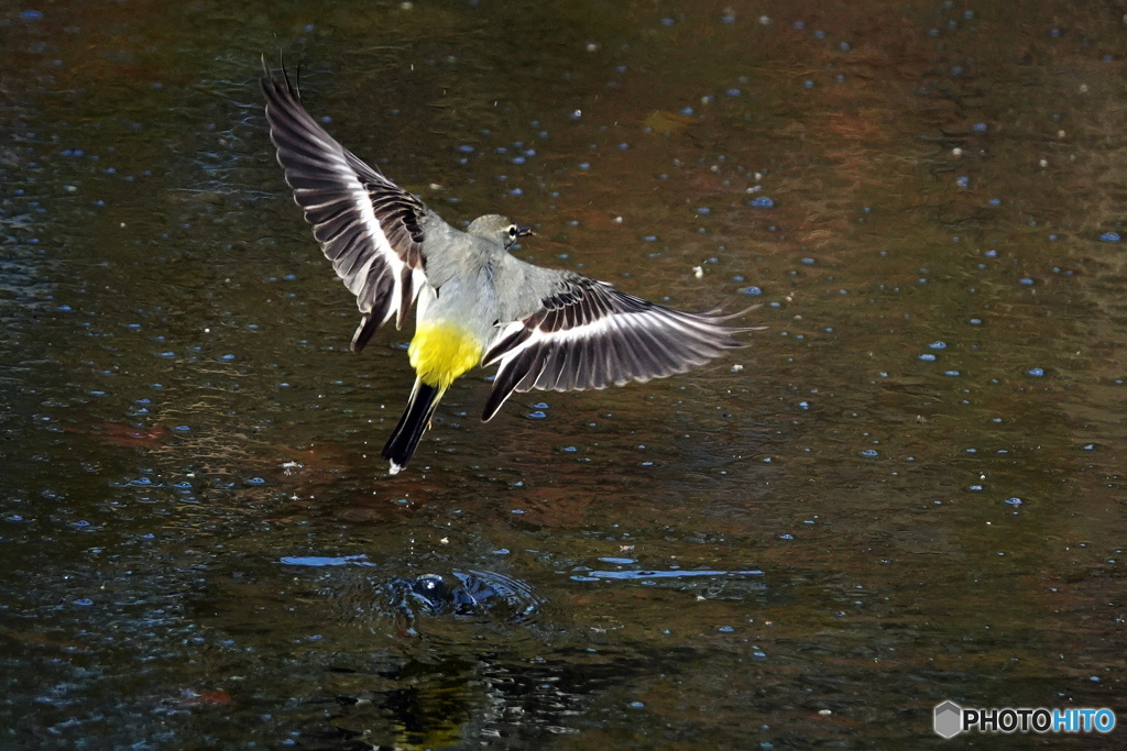 今朝の野鳥（キセキレイの餌取）