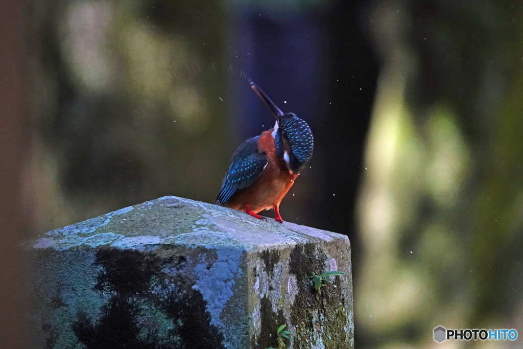 カワ嬢の水芸？Ⅱ