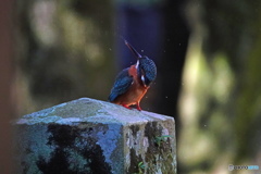 カワ嬢の水芸？Ⅱ