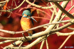 真紅の紅葉をバックに流し目のカワセミさん