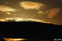 今朝の空、一羽の飛ぶ鳥と・・・