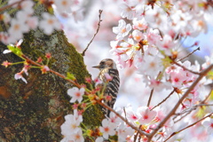 桜とコゲラ