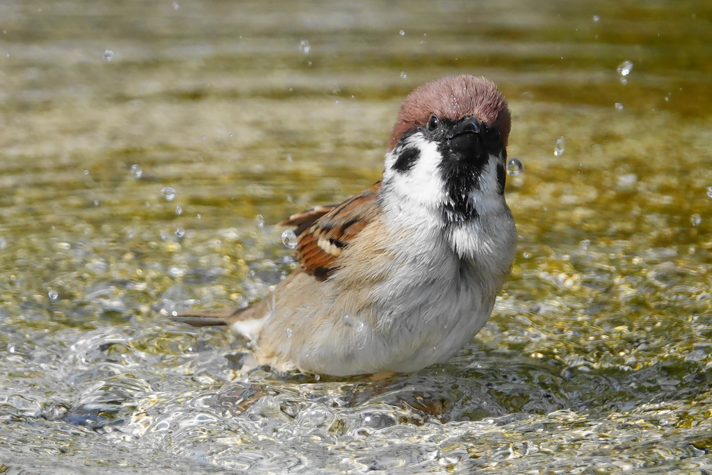 すずちゃんの水浴び