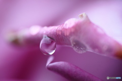 Pink tears