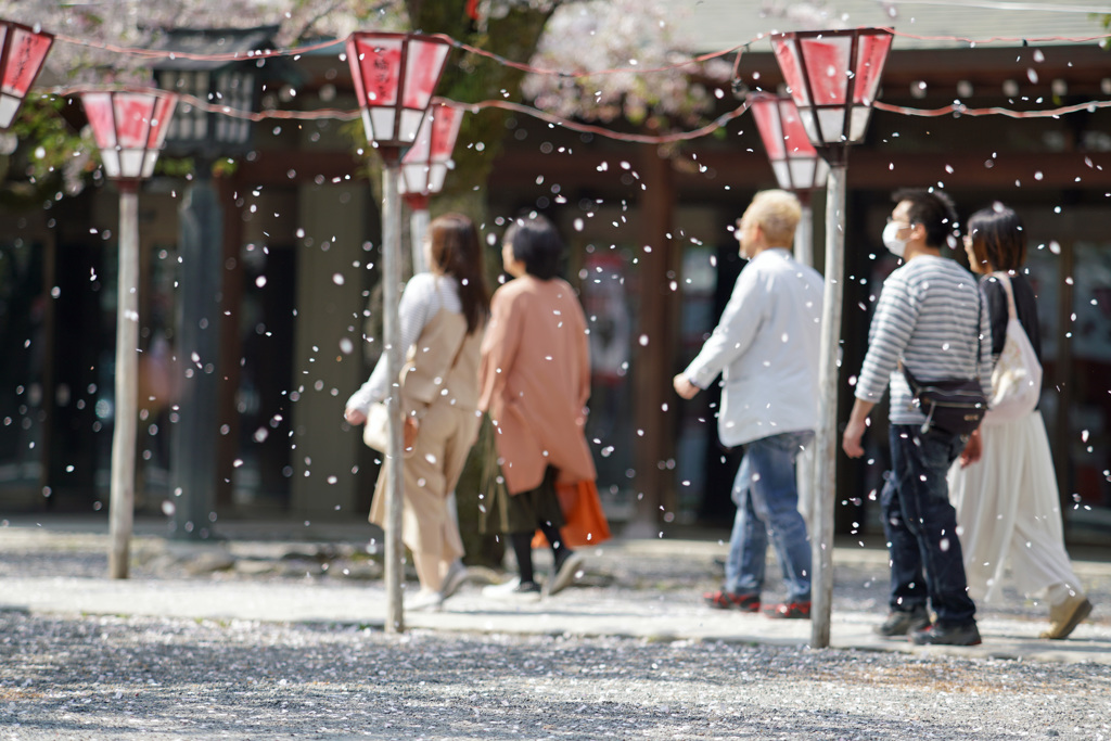 花びらの雨の中を・・・（主役は花びらです(^O^)）