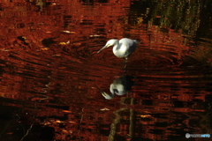 紅葉を映す水鏡