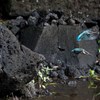 チビカワちゃんがWで飛んでいく・・・