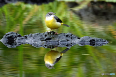 今日の野鳥・・・キセキレイと綺麗な水鏡