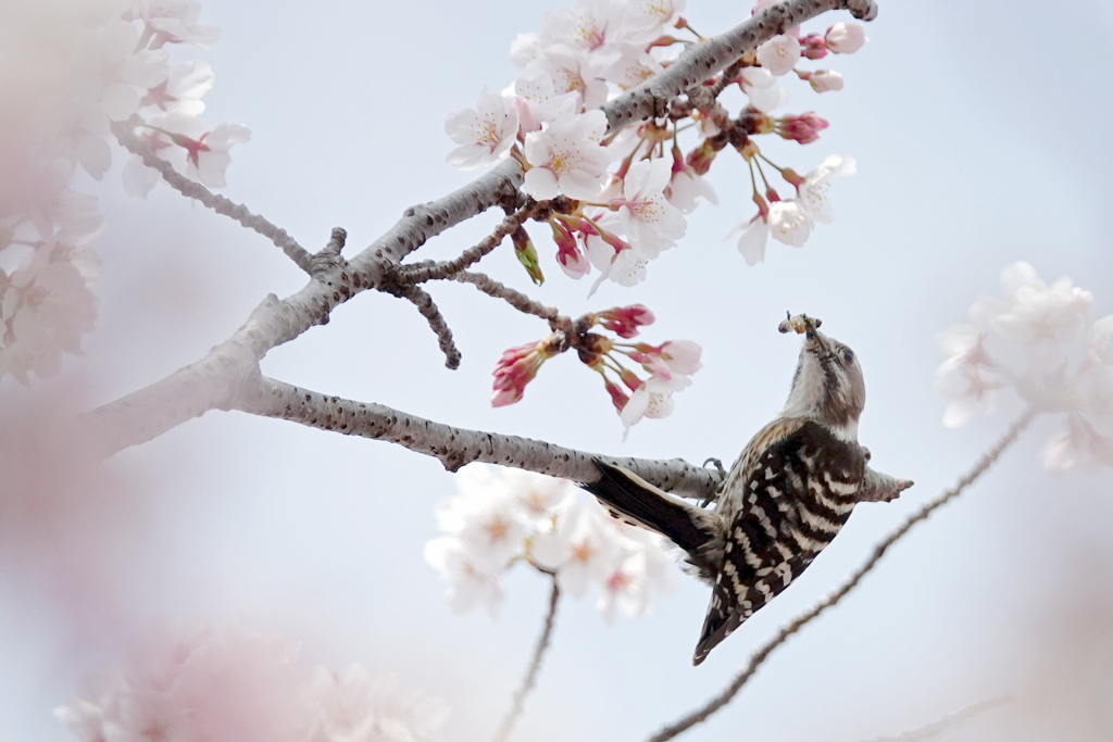 桜とコゲラⅡ