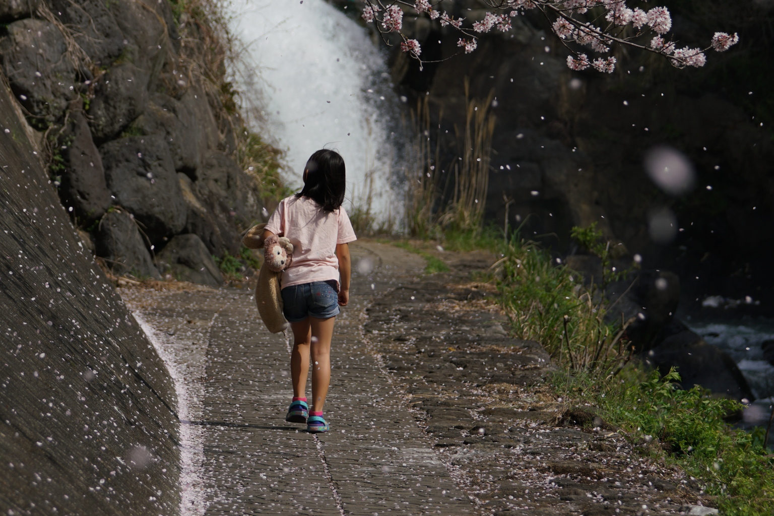 滝と桜と少女