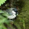 びじょびじょ