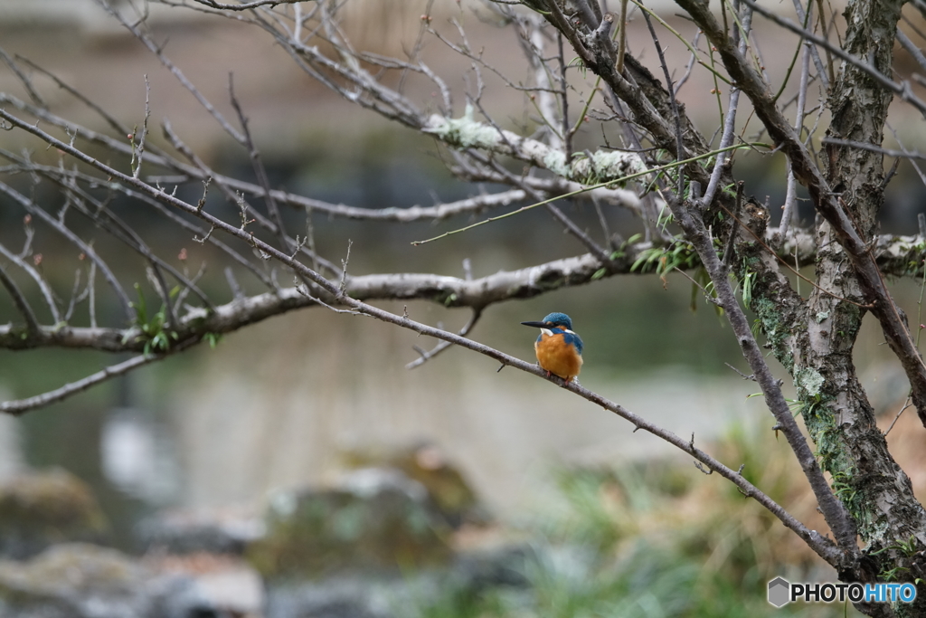 野鳥のいる風景（翡翠）