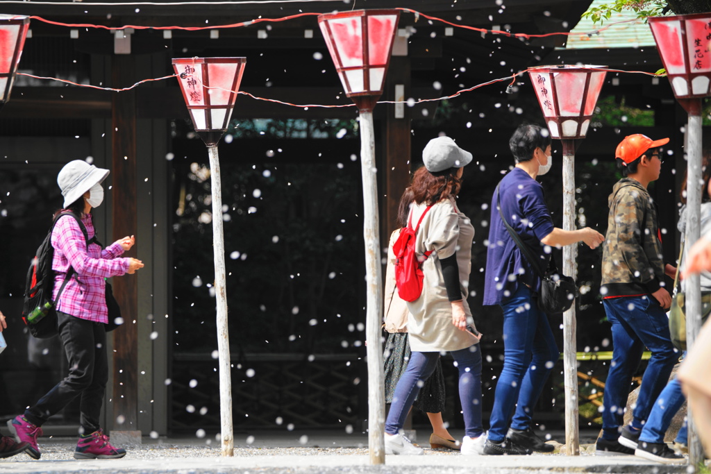 花びらの雨の中を