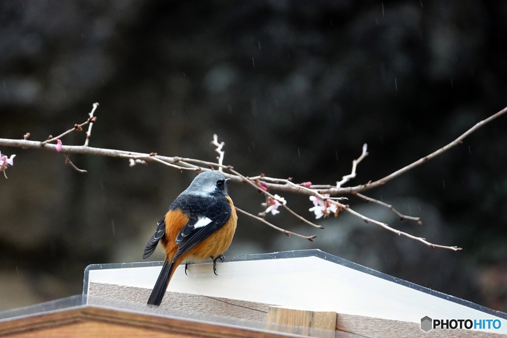 寒雨の中で桜を愛でるジョウビタキ♂