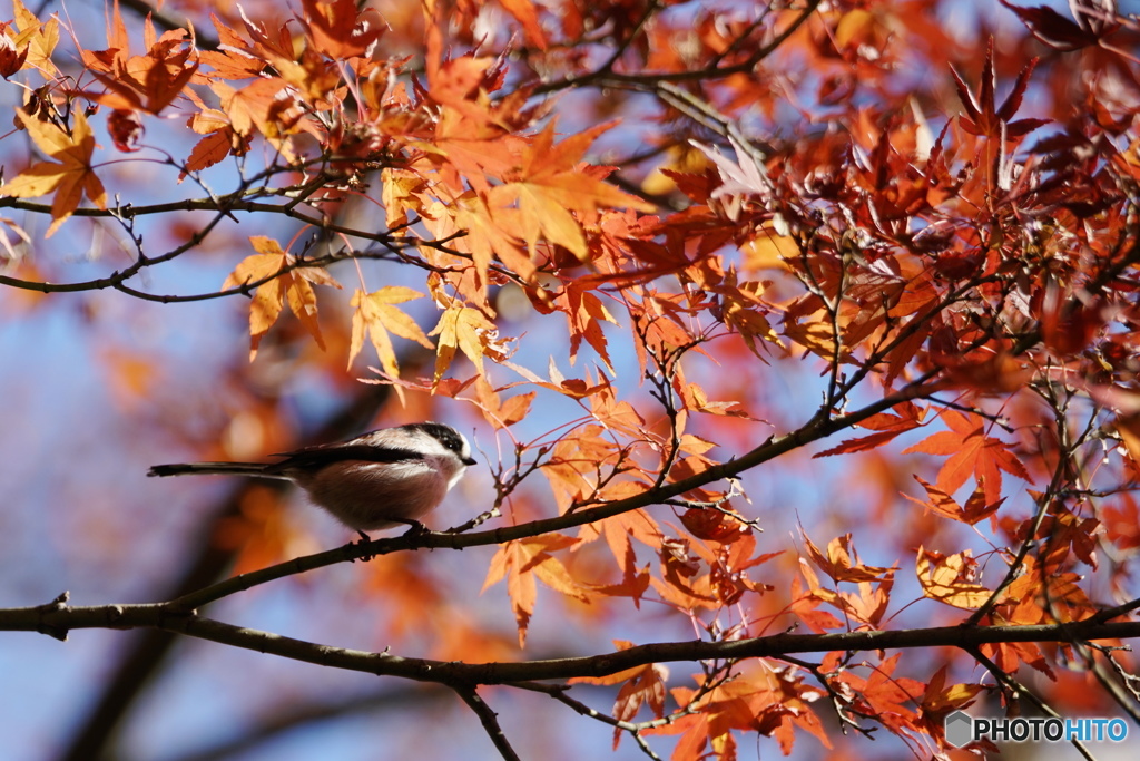 今日の野鳥（去りゆく秋を楽しむ）