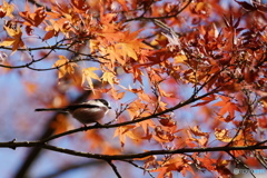 今日の野鳥（去りゆく秋を楽しむ）