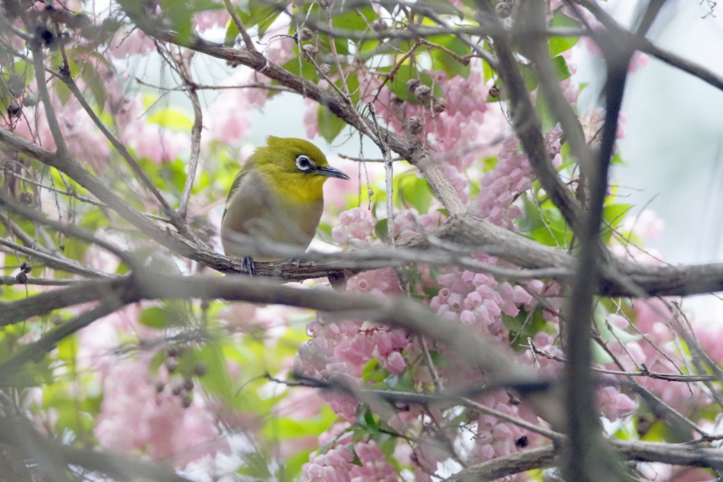 アセビの花に包まれて