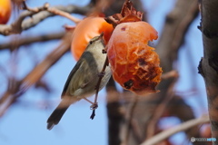 柿と野鳥Ⅳ（鶯）