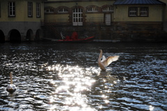 Cygne de Strasbourg