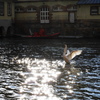 Cygne de Strasbourg