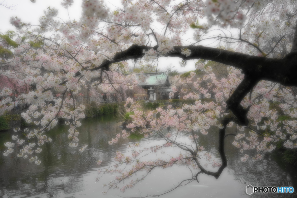 桜色に染まる三嶋大社