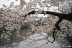 桜色に染まる三嶋大社