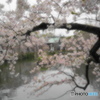 桜色に染まる三嶋大社