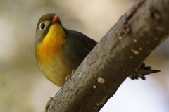 相思鳥の眼差し