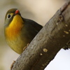 相思鳥の眼差し