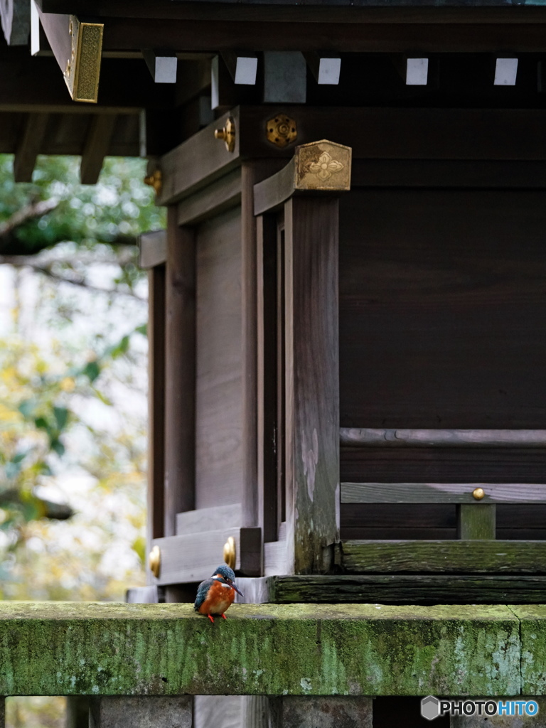 この子が神社のカワ嬢です・・・