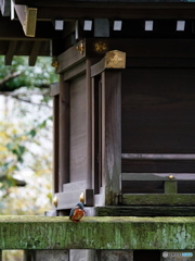 この子が神社のカワ嬢です・・・