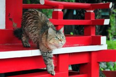 雨宿り・・・もう雨は上がったかな？