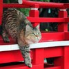 雨宿り・・・もう雨は上がったかな？