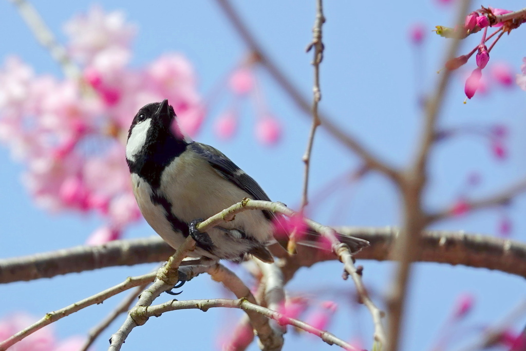 桜とシジュウカラⅡ