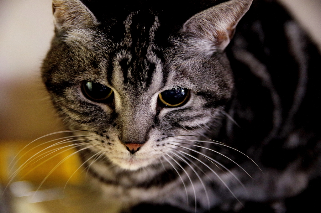 cool　cat